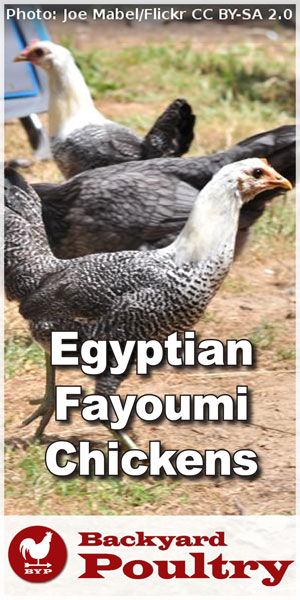 pullets-running